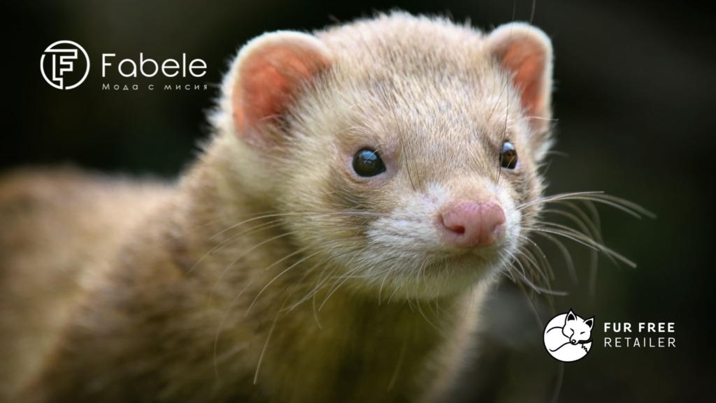 a picture of a mink with the logo of Fur Free Retailer and The Global animal welfare organisation FOUR PAWS