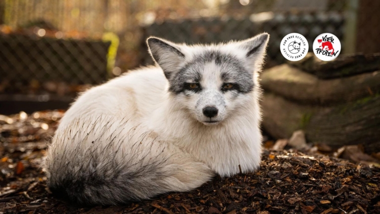 picture of a wild fox with the logo of Fur Free Retailer and The Global animal welfare organisation FOUR PAWS