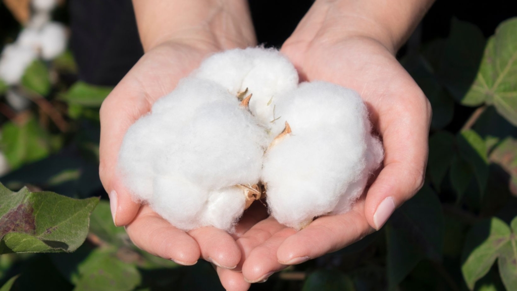 Cotton flowers in woman hands