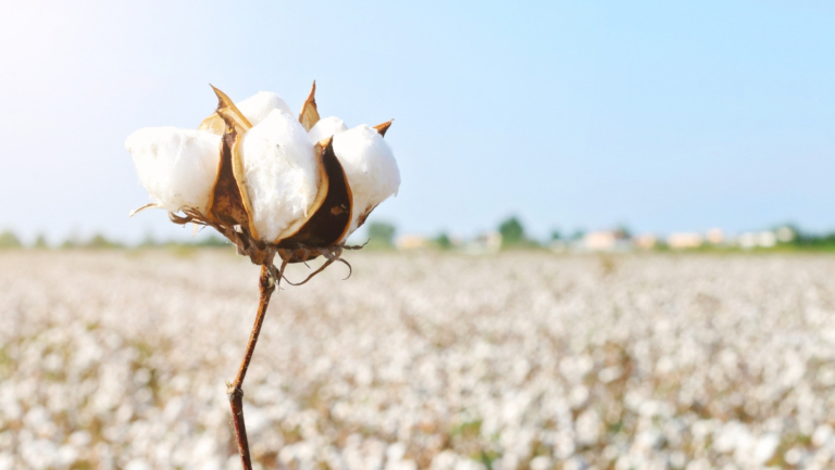 Organic Cotton vs Regular Cotton What's the difference
