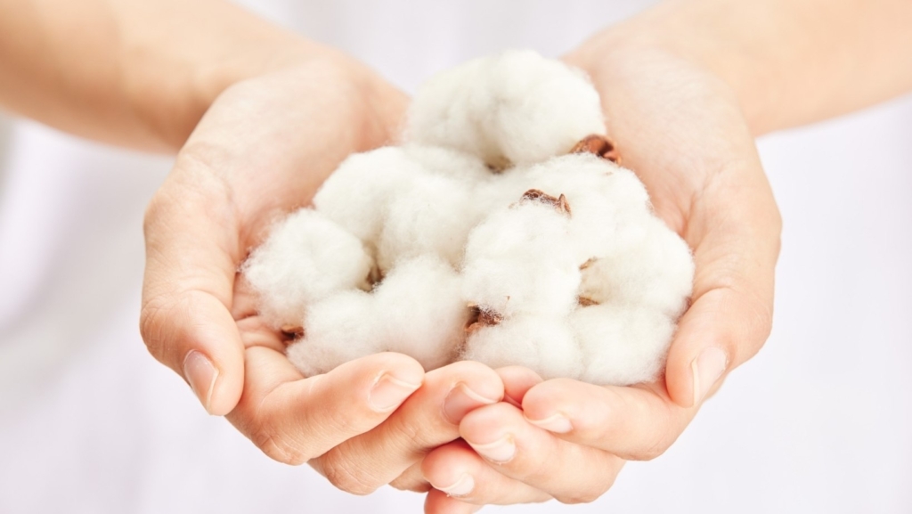 Hands Holding Soft Cotton Bolls